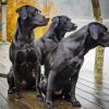 Black Labrador Retriever Dogs Paint By Numbers