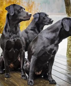 Black Labrador Retriever Dogs Paint By Numbers