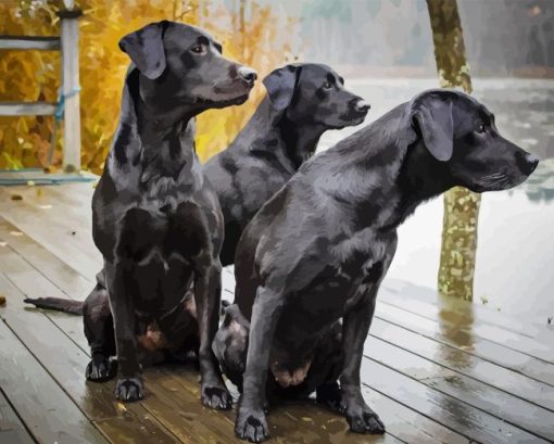 Black Labrador Retriever Dogs Paint By Numbers