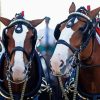 Budweiser Clydesdales Horses Paint By Numbers