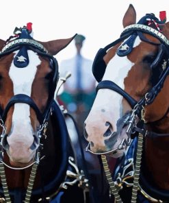 Budweiser Clydesdales Horses Paint By Numbers