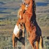 Wild Horses Fighting Paint By Numbers