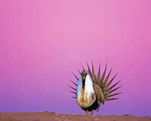 Greater Sage Grouse With Pink Sky Paint by Numbers