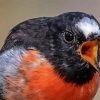 Angry Scarlet robin paint by numbers