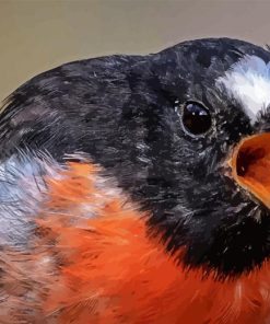 Angry Scarlet robin paint by numbers