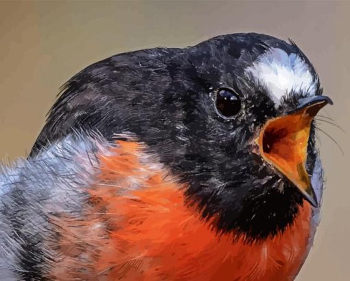 Angry Scarlet robin paint by numbers