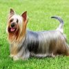 Australian Silky Terrier puppy paint by number