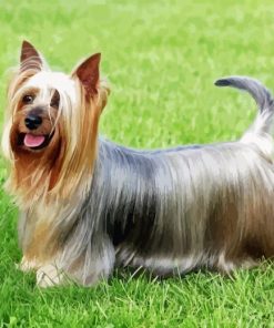 Australian Silky Terrier puppy paint by number