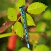 Black And Blue Dragonfly on green leaf paint by number