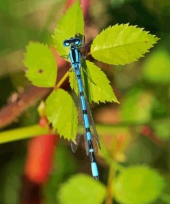 Black And Blue Dragonfly on green leaf paint by number