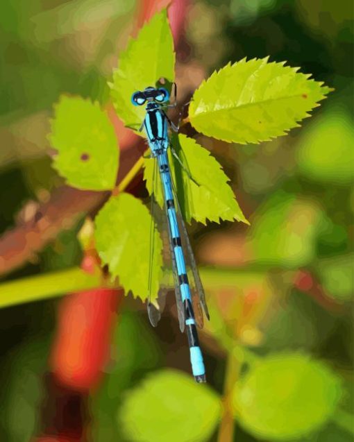 Black And Blue Dragonfly on green leaf paint by number