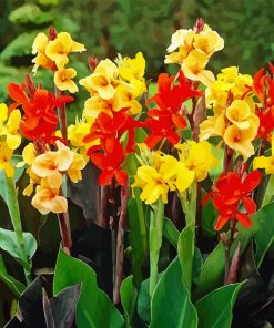 Canna flowering plant paint by numbers