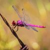 Close up of pink and purple dragonfly paint by number