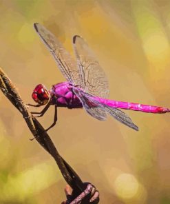 Close up of pink and purple dragonfly paint by number