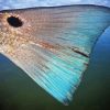 blue Redfish tail paint by number