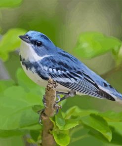 blue cerulean warbler paint by numbers