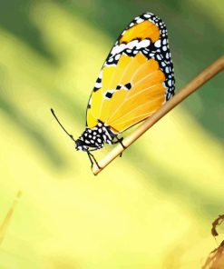 butterfly insect wing paint by numbers